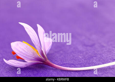 In der Nähe von Saffron Blumen auf lila Hintergrund Stockfoto