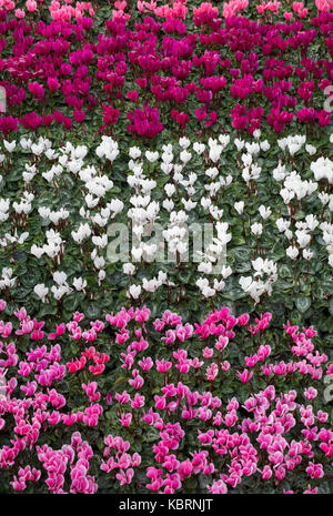 Cyclamen Coum blüht auf einer Herbstschau. VEREINIGTES KÖNIGREICH Stockfoto