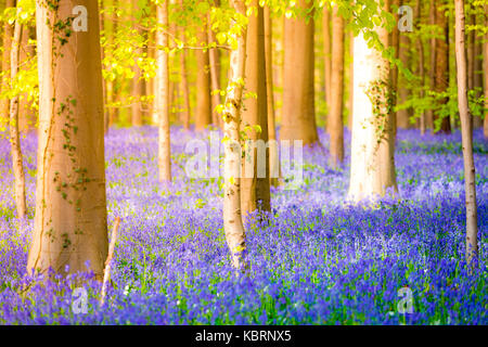 Hallerbos, Buchenwald in Belgien voll von blauen Glocken Blumen. Stockfoto
