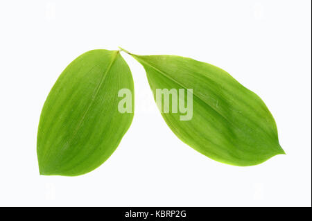 Maiglöckchen, Blätter/(Convallaria majalis) | Maigloeckchen, Blaetter/(Convallaria majalis) Stockfoto