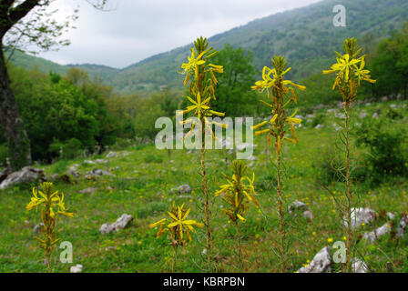 Dies ist Asphodeline lutea, die gelbe Asphodel, aus der Familie Xanthorrhoeaceae Stockfoto