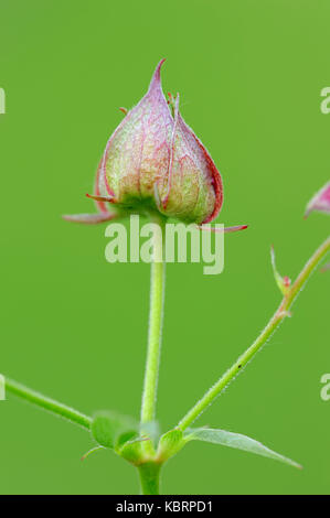 Marsh Cinquefoil, Bud, Nordrhein-Westfalen, Deutschland/(Potentilla palustris, Comarum palustre) | Sumpf-Blutauge,, 92660 Stockfoto