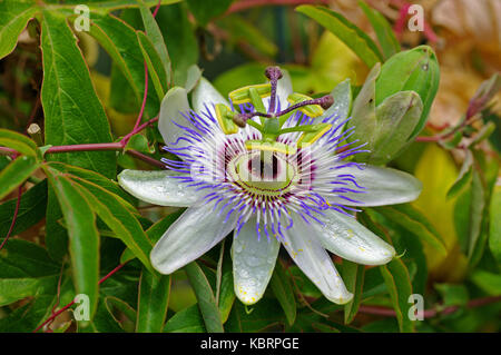 Eine blühende Passiflora caerulea, die blaue Passionsblume, Familie Passifloraceae Stockfoto