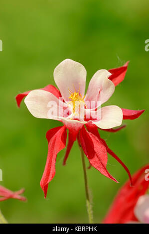 Garten Columbine" Crimson Star' / (Aquilegia caerulea) | Langspornige Beet-Akelei hybide 'Crimson Star' / (Aquilegia caerulea hybide) Stockfoto