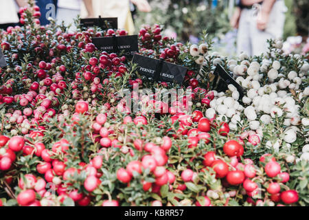 Cranberry Pflanzen zum Verkauf an der Columbia Road Blumenmarkt, London, UK. Stockfoto