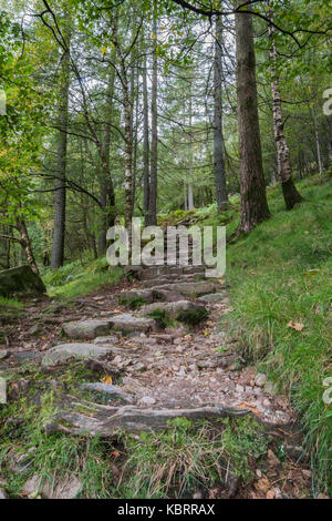 Einem ruhigen Waldgebiet Pfad bergauf Wicklung durch die Bäume an der Seite von buttermere im englischen Lake District, Cumbria, England, Großbritannien Stockfoto