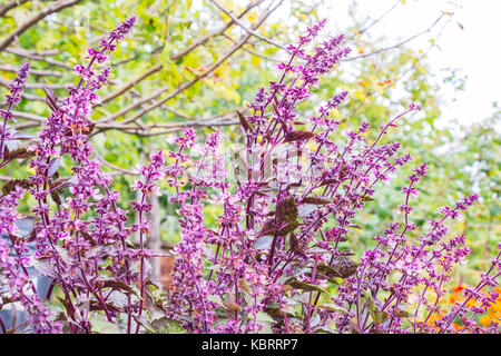 Lila basilic im Garten Stockfoto