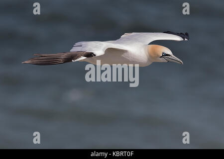 Basstölpel auf Bempton Cliffs, Frühling. Stockfoto
