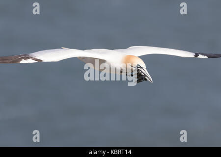 Basstölpel auf Bempton Cliffs, Frühling. Stockfoto