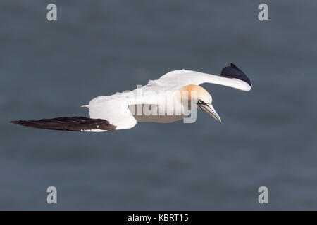 Basstölpel auf Bempton Cliffs, Frühling. Stockfoto