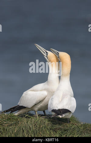 Basstölpel auf Bempton Cliffs, Frühling. Stockfoto