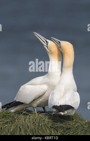 Basstölpel auf Bempton Cliffs, Frühling. Stockfoto