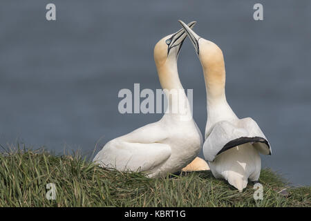 Basstölpel auf Bempton Cliffs, Frühling. Stockfoto