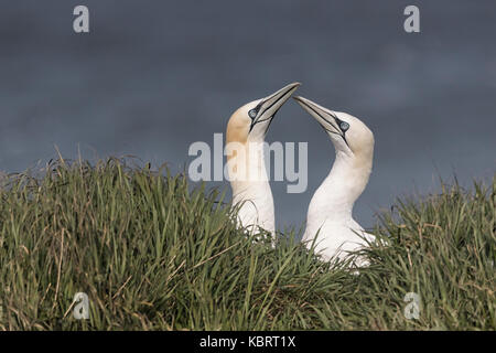 Basstölpel auf Bempton Cliffs, Frühling. Stockfoto