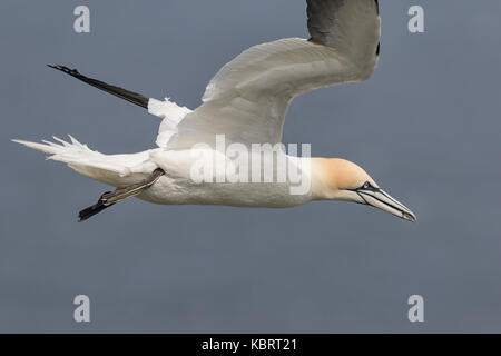 Basstölpel auf Bempton Cliffs, Frühling. Stockfoto