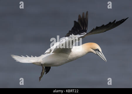 Basstölpel auf Bempton Cliffs, Frühling. Stockfoto