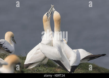 Basstölpel auf Bempton Cliffs, Frühling. Stockfoto