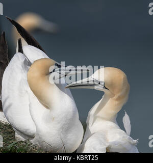 Basstölpel auf Bempton Cliffs, Frühling. Stockfoto