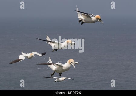 Basstölpel auf Bempton Cliffs, Frühling. Stockfoto