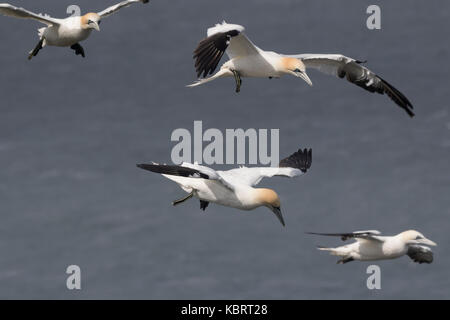 Basstölpel auf Bempton Cliffs, Frühling. Stockfoto