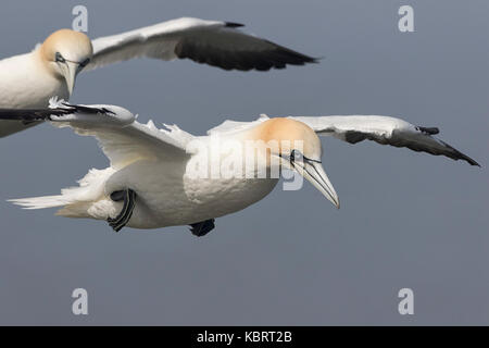 Basstölpel auf Bempton Cliffs, Frühling. Stockfoto