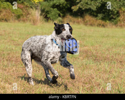 Texas heeler schnell mit einer Kugel in den Mund Stockfoto