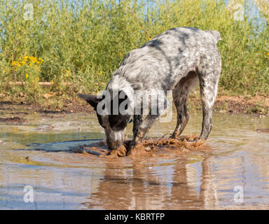 Hund glücklich Graben beschmutzt und Planschen in einem großen schlammigen Pfütze Stockfoto