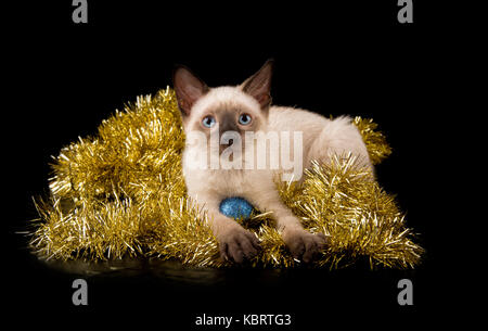 Adorable Siam Kitten in Gold Lametta, auf schwarzem Hintergrund Stockfoto