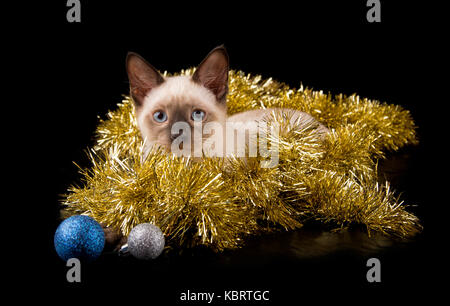 Schöne Siam Kitten in Gold mit Christbaumkugeln, Lametta auf schwarzem Hintergrund Stockfoto