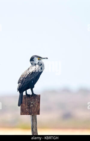 Kormoran (Phalacrocorax carbo maroccanus), auf einem Pfosten thront, die Flussmündung in Marrakesch, Marokko. Stockfoto