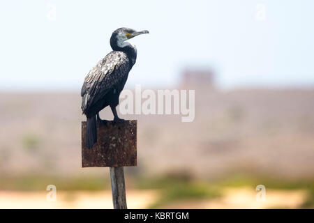 Kormoran (Phalacrocorax carbo maroccanus), auf einem Pfosten thront, die Flussmündung in Marrakesch, Marokko. Stockfoto