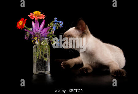 Siam kitten Sniffing auf Blumen, auf schwarzem Hintergrund Stockfoto