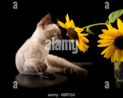 Siam Kitten an einem gelben Sonnenblumen suchen, auf schwarzem Hintergrund Stockfoto