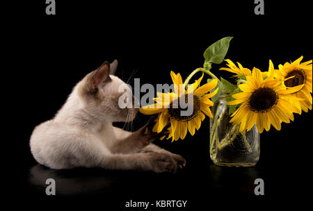 Siam kitten ziehen eine Sonnenblume mit seiner Tatze, auf schwarzem Hintergrund Stockfoto
