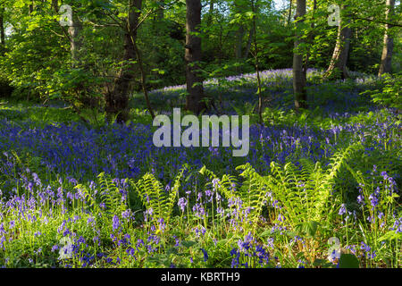 Gemeinsame Bluebells (Hyacinthoides nonscripta) und Adlerfarn, in Wäldern Lebensraum, (Fagus sylvatica), Middleton Woods, Ilkley, West Yorkshire, England, kann Stockfoto