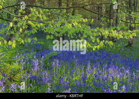 Gemeinsame Bluebells (Hyacinthoides nonscripta) und Gemeinsame Buche Blätter im Wald Lebensraum, (Fagus sylvatica), Middleton Woods, Ilkley, West Yorkshire, En Stockfoto