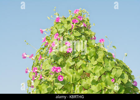 Morning glory Reben wachsen auf einem Gitter, Abdecken, gegen den blauen Himmel Stockfoto