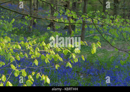 Gemeinsame Bluebells (Hyacinthoides nonscripta) und Gemeinsame Buche Blätter im Wald Lebensraum, (Fagus sylvatica), Middleton Woods, Ilkley, West Yorkshire, En Stockfoto