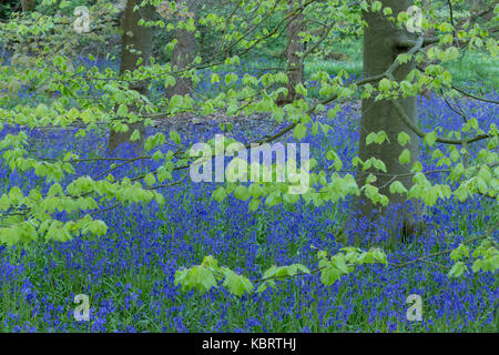 Gemeinsame Bluebells (Hyacinthoides nonscripta) und Gemeinsame Buche Blätter im Wald Lebensraum, (Fagus sylvatica), Middleton Woods, Ilkley, West Yorkshire, En Stockfoto