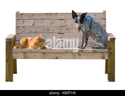 Ginger tabby Kater und ein schwarz-weiß gefleckte Hund sitzt auf einer Holzbank, isoliert auf weißem Stockfoto