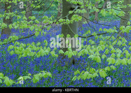 Gemeinsame Bluebells (Hyacinthoides nonscripta) und Gemeinsame Buche Blätter im Wald Lebensraum, (Fagus sylvatica), Middleton Woods, Ilkley, West Yorkshire, En Stockfoto