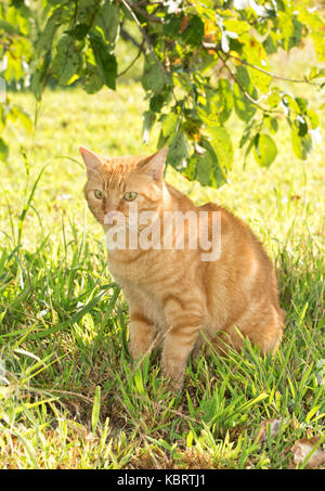 Ginger tabby Katze sitzt im Schatten eines Baumes Stockfoto