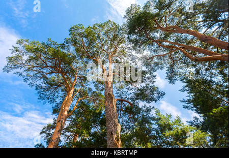 Kronen der hohen Kiefern über seinem Kopf in den Wald vor blauem Himmel Stockfoto