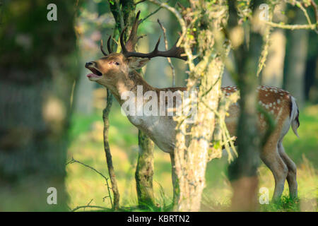 Nahaufnahme, Porträt einer männlichen Damwild Hirsch, Dama Dama, brünstige Verhalten tief in einem dunklen grünen Wald im Herbst Saison versteckt. Stockfoto