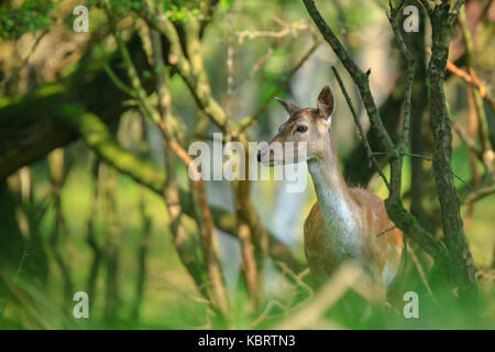 Nahaufnahme, Porträt eines weiblichen Damwild Reh, Dama Dama, in einem grünen Wald im Herbst Saison stehen. Stockfoto