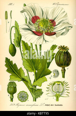 Eine Abbildung des Papaver somniferum, allgemein bekannt als Opiummohn. Das Bild ist wahrscheinlich eine botanische Zeichnung, die die Struktur und die Eigenschaften der Pflanze zeigt. Stockfoto