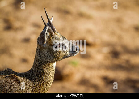 Klippspringer in Krüger Nationalpark, Südafrika; specie oreotragus oreotragus Familie der Hornträger Stockfoto