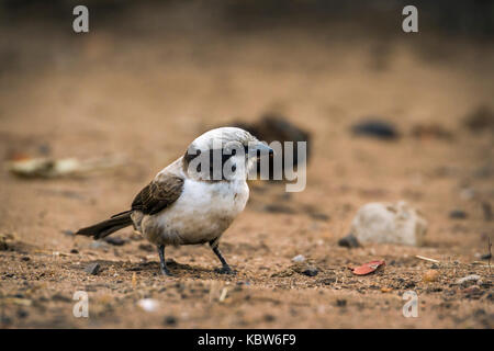 Weiß - gekrönte shrike im Krüger Nationalpark, Südafrika; specie eurocephalus anguitimens Familie Laniidae Stockfoto