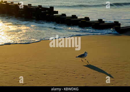 Möwe zu Fuß den Strand bei Sonnenaufgang. Rehoboth Beach, Delaware, USA Stockfoto