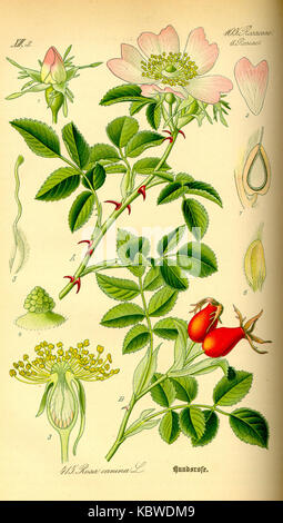 Abbildung: Rosa Canina 0 Stockfoto